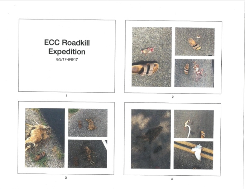 Photos of roadkill