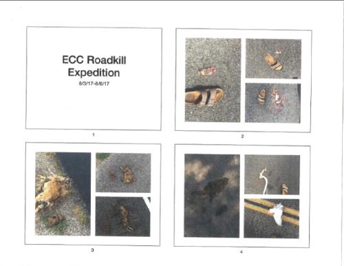 /img/Roadkill1.jpg