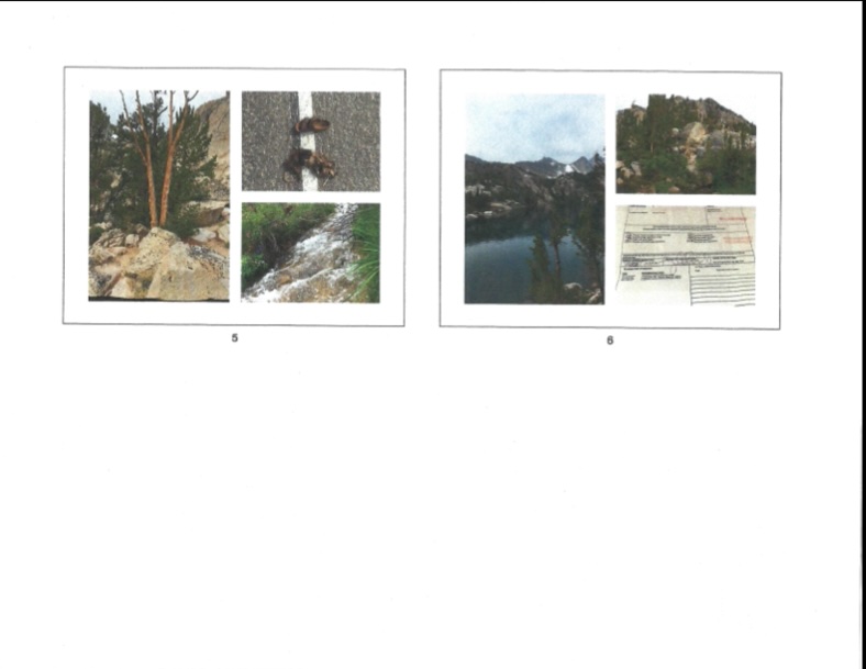 Photos of roadkill and analysis